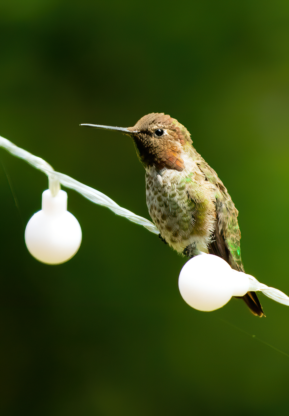 Washington Coast Humming Bird 01